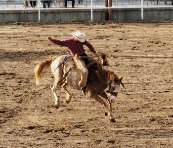 rodeo bronc