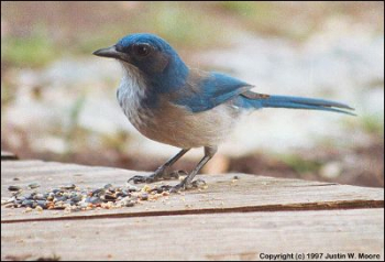 scrubjay